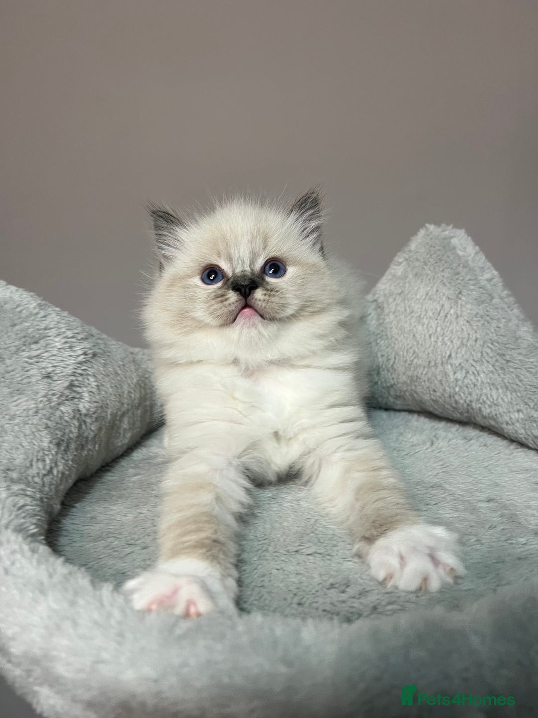 Ragdoll cats for sale: Registered Ragdolls kittens for sale - Image 27