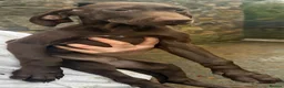 German Shorthaired Pointer dogs for sale: German shorthaired puppies in Kilmarnock - Advert 14