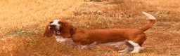 Basset Hound dogs for stud: Basset Hound Proven Stud - Advert 30
