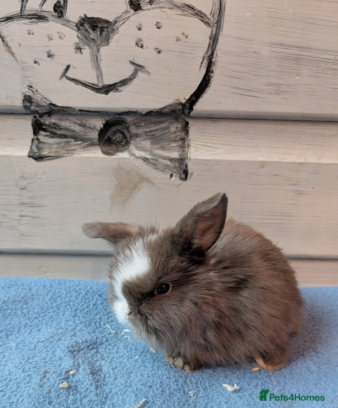 Mini Lop rabbits for sale: ❤️🐰Mini lop bunnies🐰❤️ - Image 9