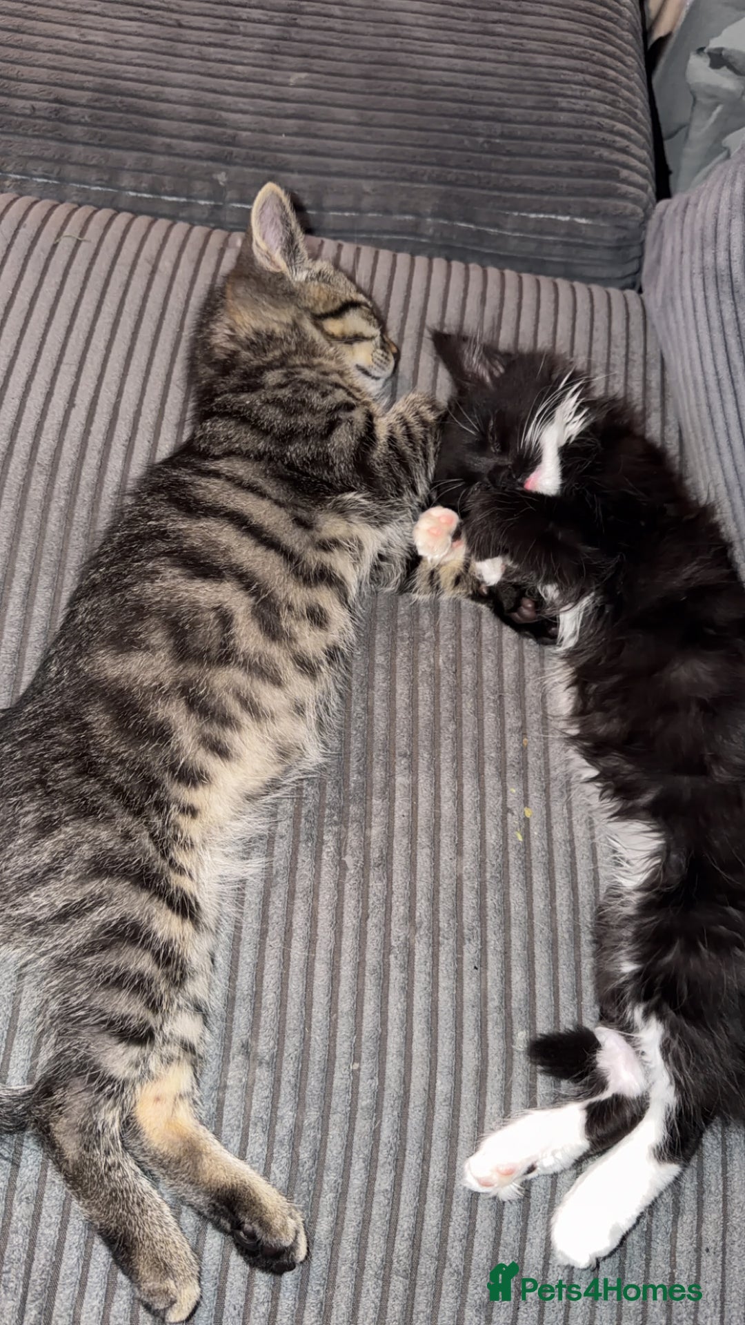 Mixed Breed cats for sale: Male and female must go together  - Advert 5