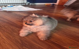 Pomeranian dogs for sale: 🏆 KC HEALTH TESTED POMERANIAN PUPPIES 🏆  - Image 22