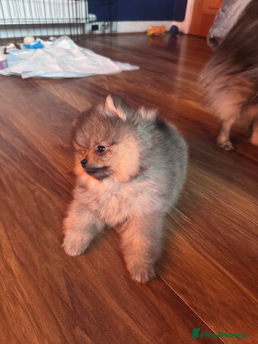Pomeranian dogs for sale: 🏆 KC HEALTH TESTED POMERANIAN PUPPIES 🏆  - Image 22
