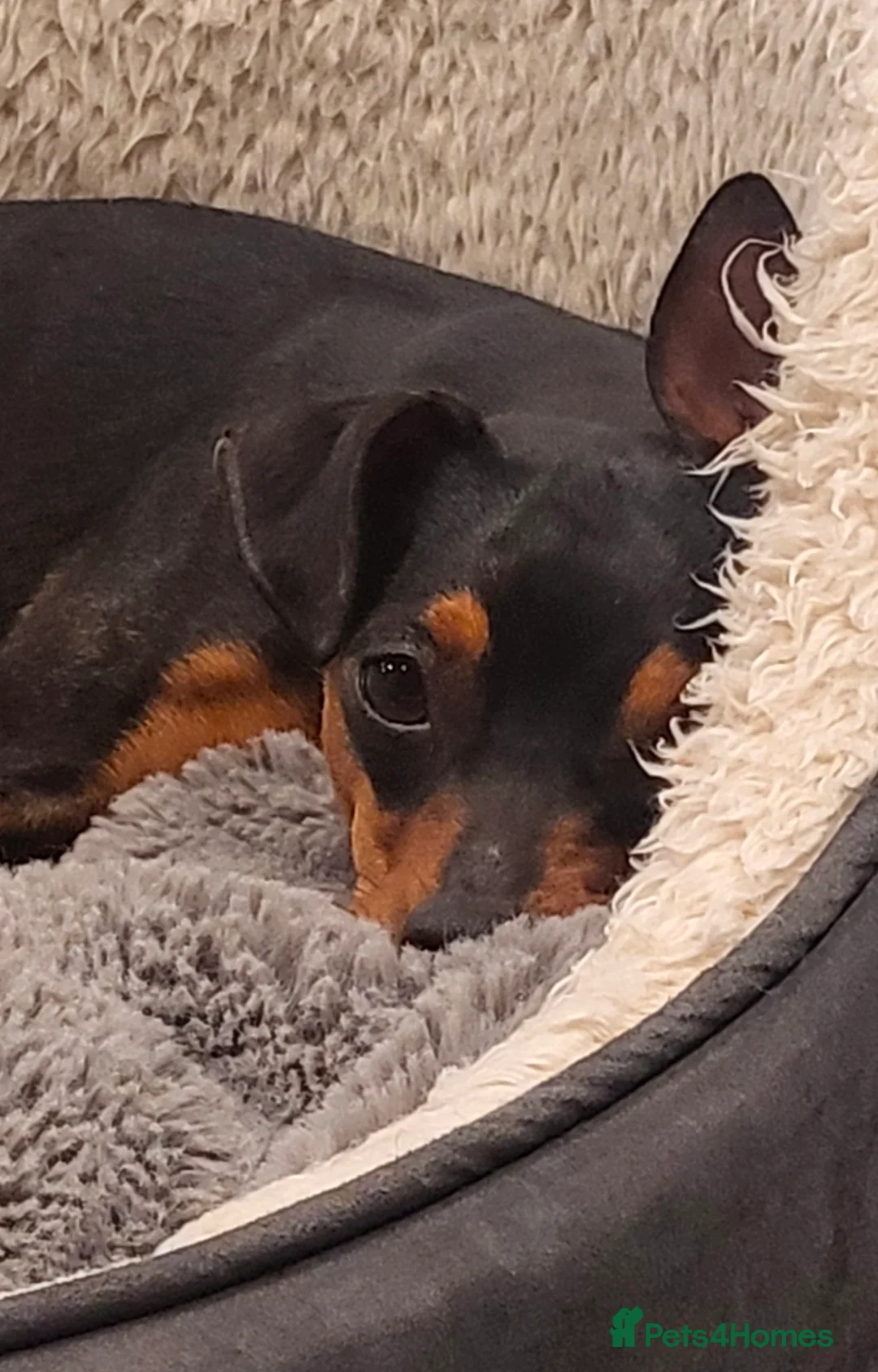 Mixed Breed dogs for sale: Beautiful 2 year old Miniture pinscher  in Nuneaton - Advert 2
