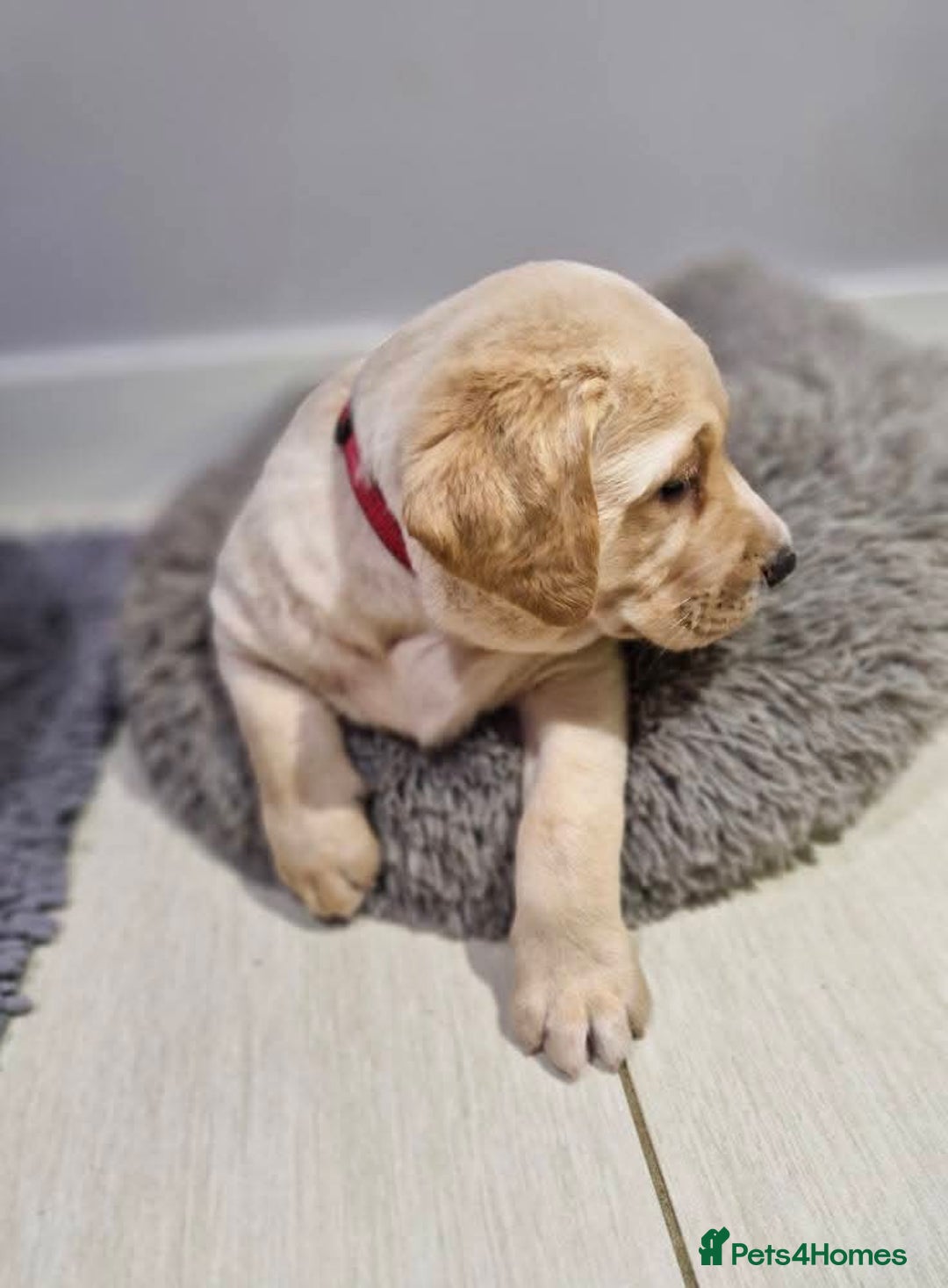 Labrador Retriever dogs for sale: Only 2 females left - Advert 3