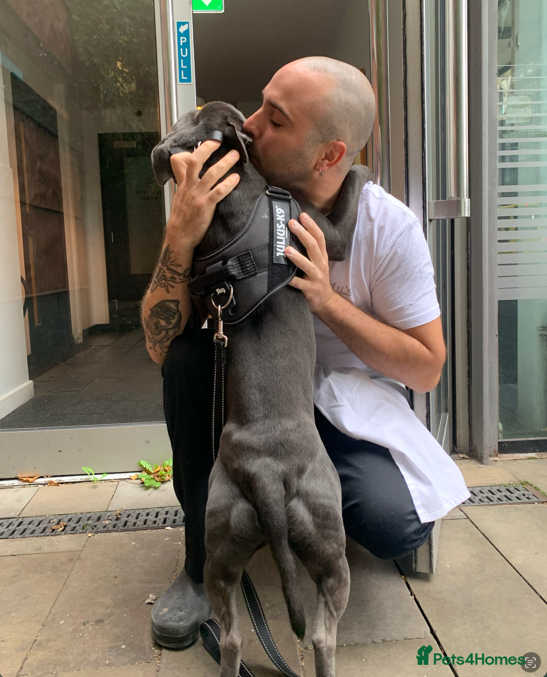 Staffordshire Bull Terrier dogs for sale: Obi is looking for a new loving home - Advert 7