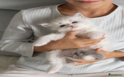 Ragdoll cats for sale: Best Ragdoll Bicolour and Lynx kittens in UK - Image 23