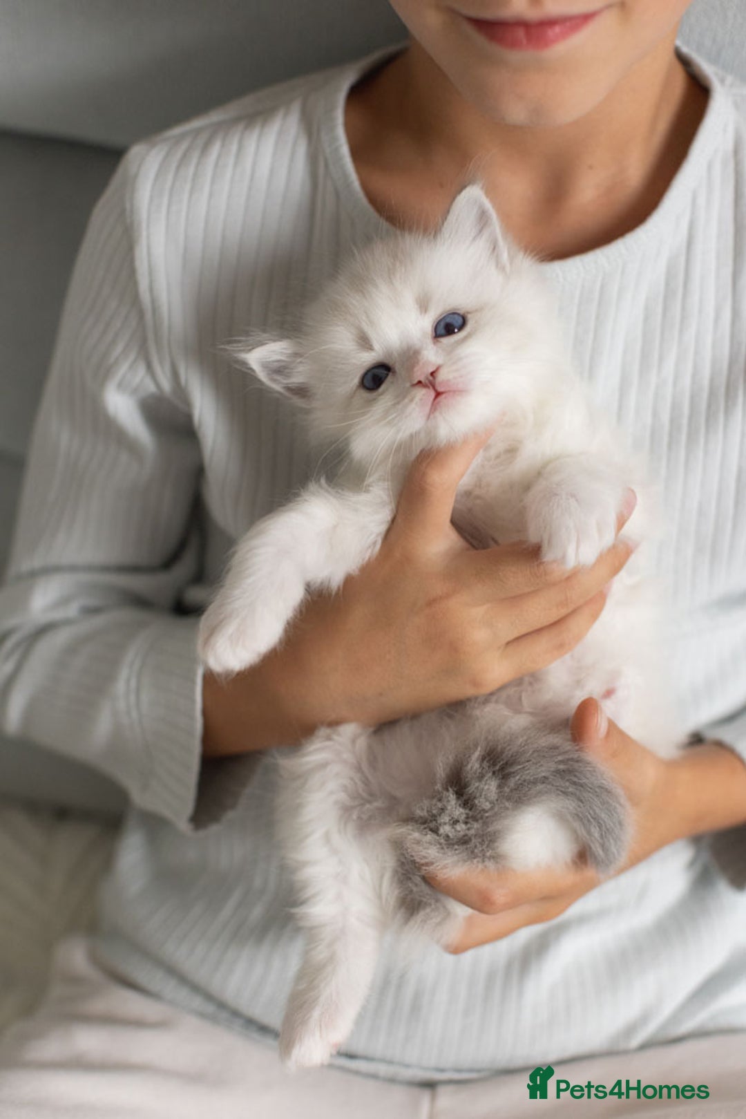 Ragdoll cats for sale: Best Ragdoll Bicolour and Lynx kittens in UK - Image 23