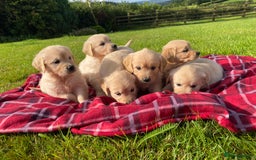 Golden Retriever dogs for sale: ⭐️ Beautiful Golden Retriver Puppies ⭐️ - Image 1