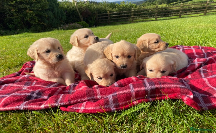 Golden Retriever dogs - Advert 15