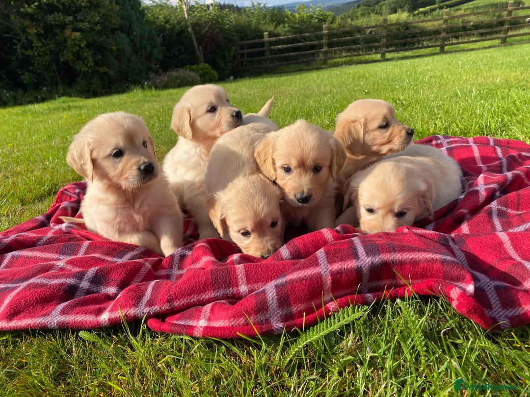 Golden Retriever dogs for sale: ⭐️ Beautiful Golden Retriver Puppies ⭐️ - Image 1