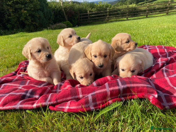 Golden Retriever dogs - Advert 9