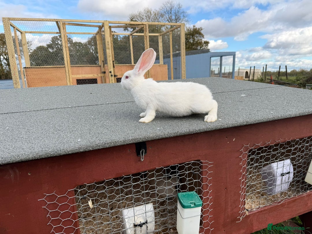 New Zealand rabbits for sale: New Zealand White Rabbits - Advert 2
