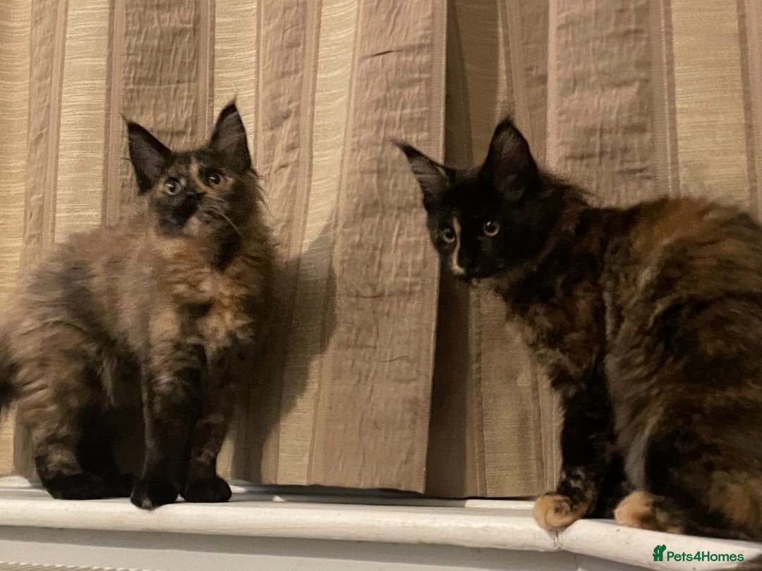 Maine Coon cats for sale: Maine Coon purebred girls - Advert 4