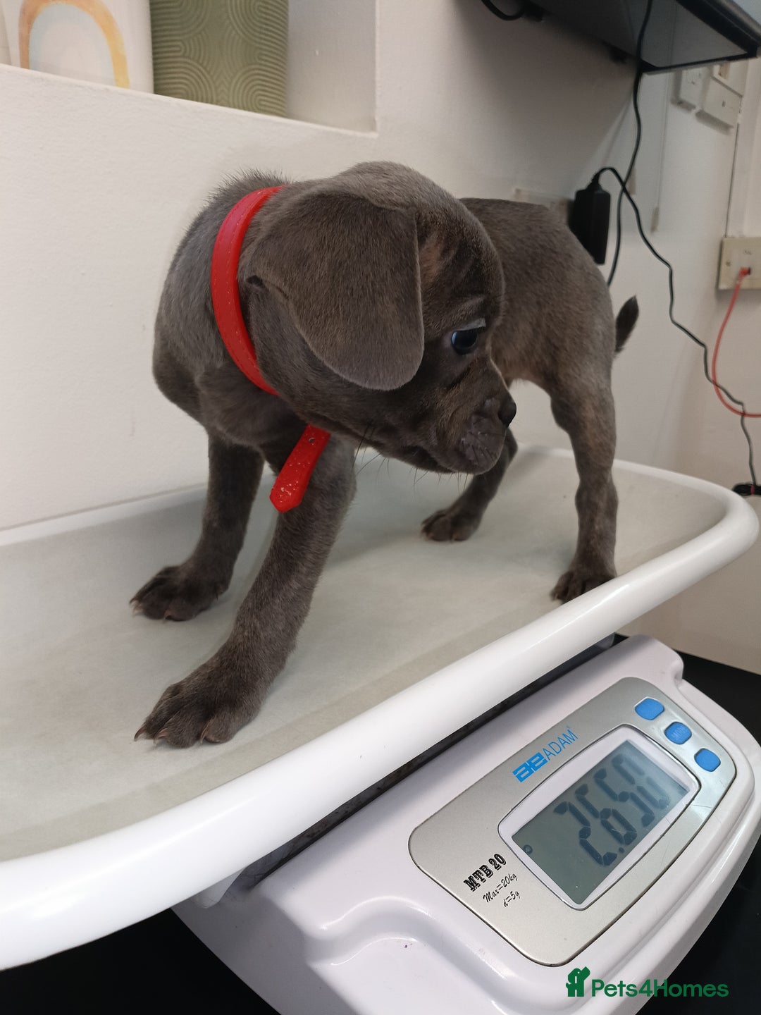 Mixed Breed dogs for sale: 6 little cuties 😍 - Advert 6