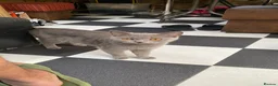 British Shorthair cats for sale: British short hair 1 Boy 5 Girls  in London - Advert 2
