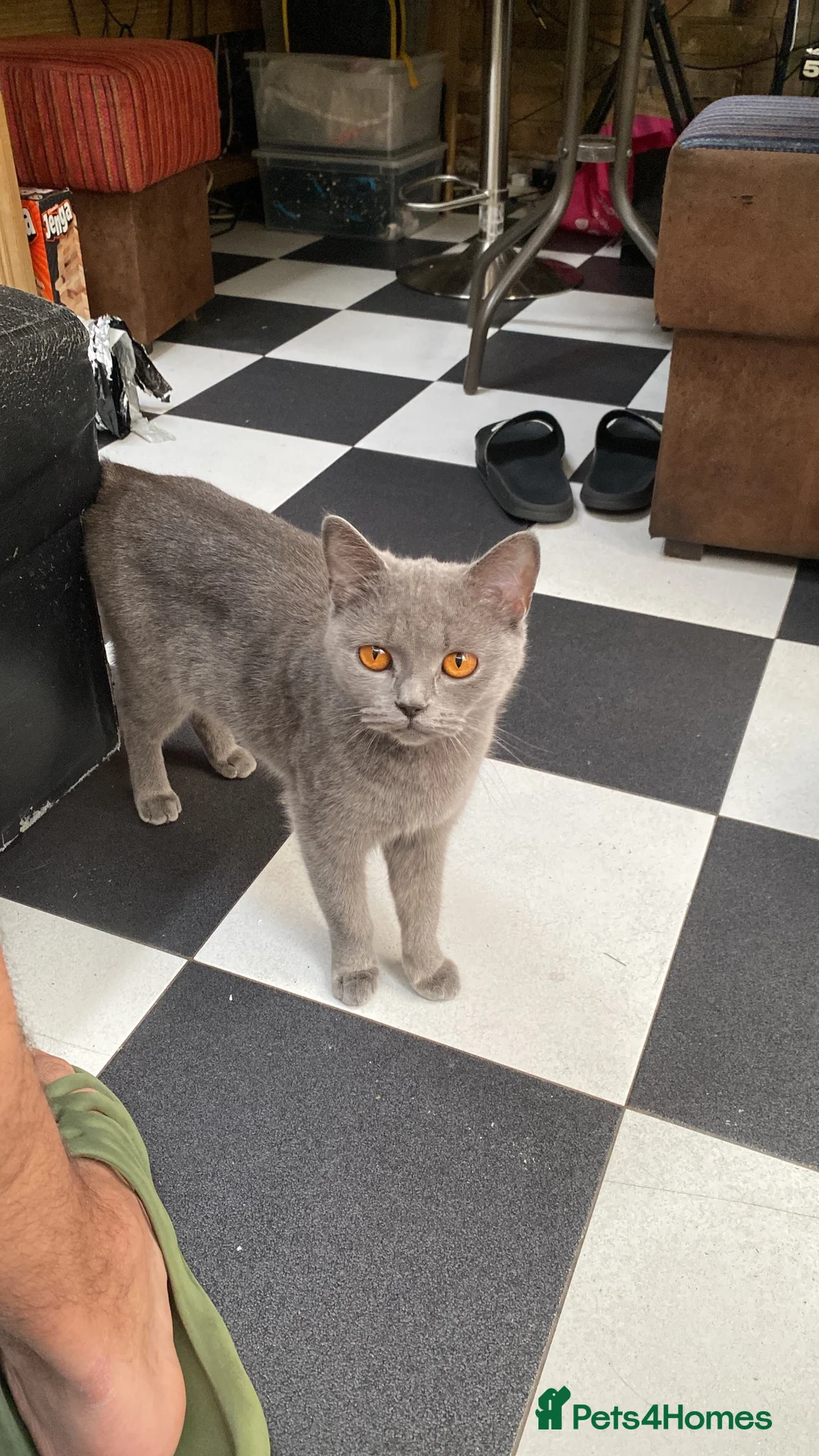 British Shorthair cats for sale: British short hair 1 Boy 5 Girls  in London - Advert 2