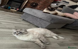 Ragdoll cats for sale: 2 beautiful ragdoll cats - Image 2