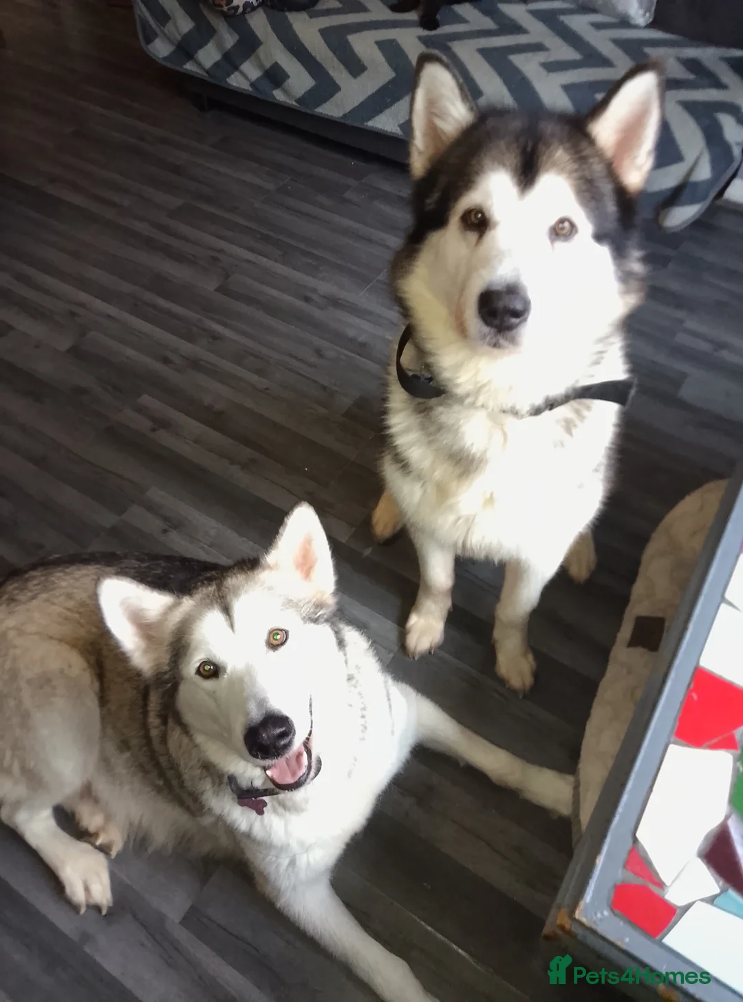 Alaskan Malamute dogs for sale: Alaskan malamute puppies  - Advert 1