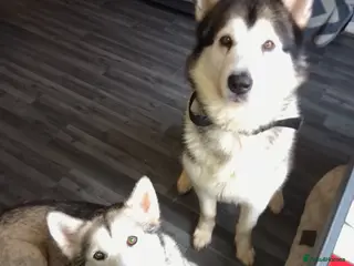 Alaskan Malamute dogs Alaskan malamute puppies - Advert 4