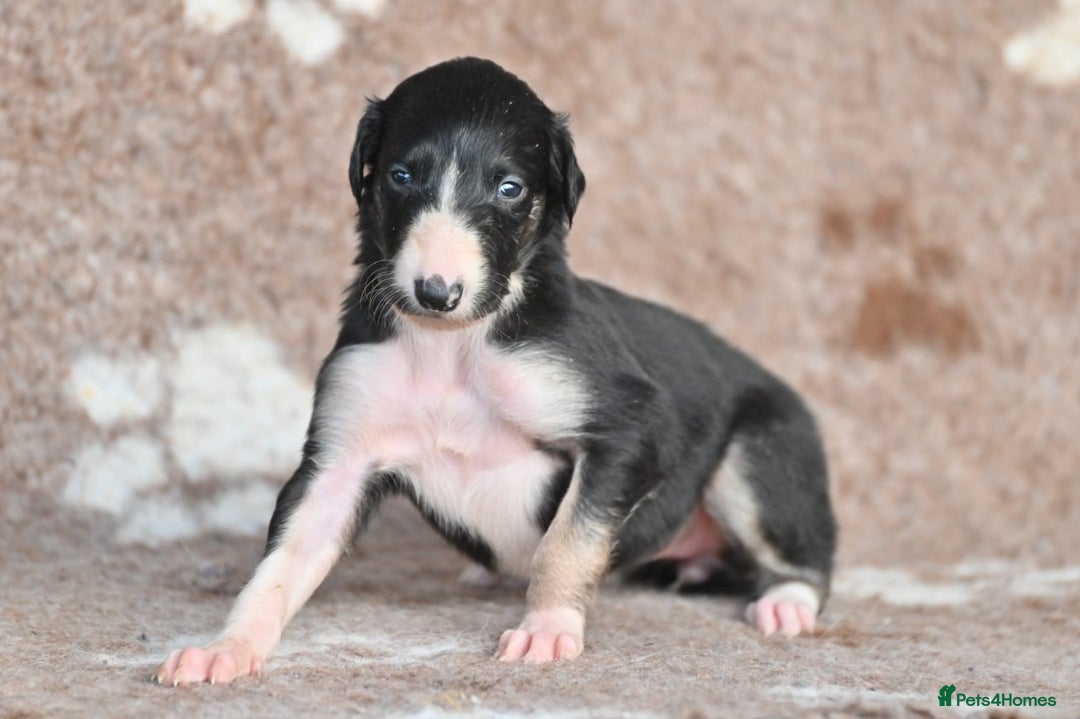 Borzoi dogs for sale: Borzoi Puppies Born 29th September - Image 7