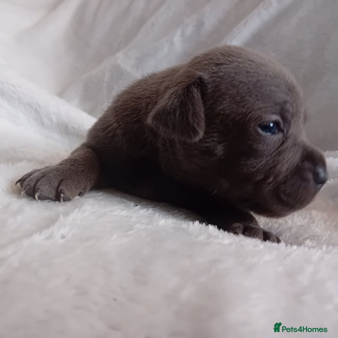 Staffordshire Bull Terrier dogs for sale: Staffordshire bull terrier pups  - Advert 17