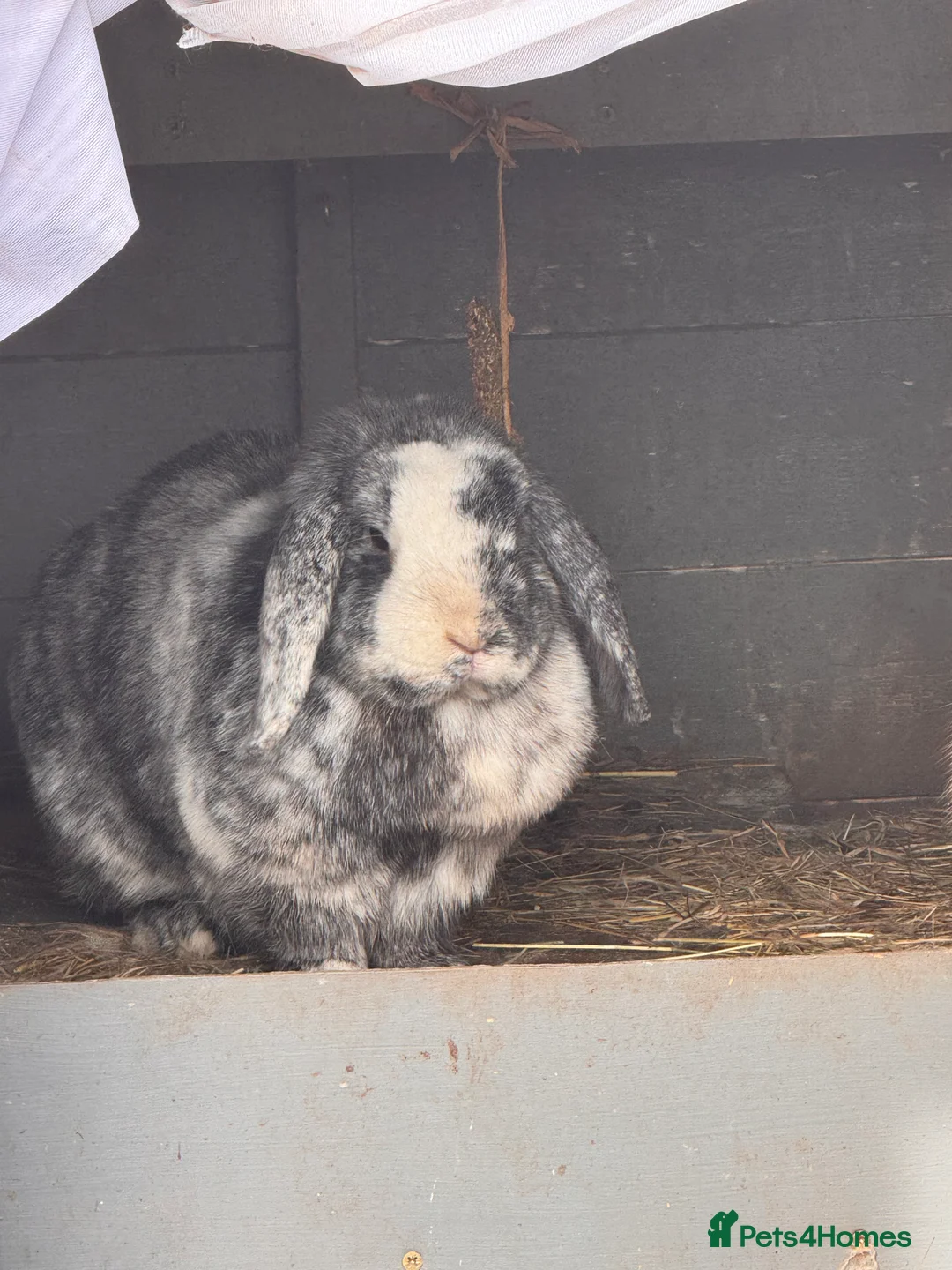 Mixed Breed rabbits for sale: Male rabbit  - Advert 1