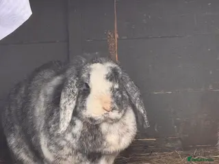 Mixed Breed rabbits Male rabbit - Advert 1