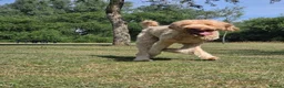 Labradoodle dogs for sale: Labradoodle - Advert 2