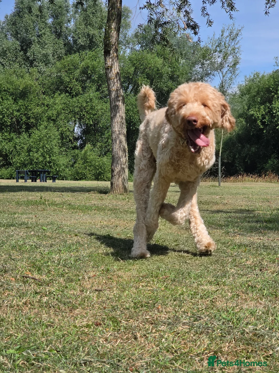Labradoodle dogs for sale: Labradoodle - Advert 2
