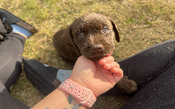 Labrador Retriever dogs for sale: Labrador Puppies  - Image 3