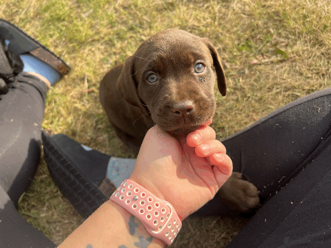 Labrador Retriever dogs for sale: Labrador Puppies  - Image 3