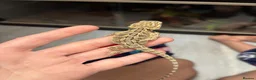 Bearded Dragon reptiles for sale: Baby bearded dragons READY NOW - Advert 7