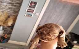Mixed Breed dogs for sale: Cocker spaniel, dachshund mix  - Image 4