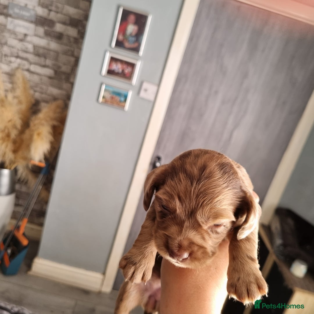 Mixed Breed dogs for sale: Cocker spaniel, dachshund mix  - Image 4