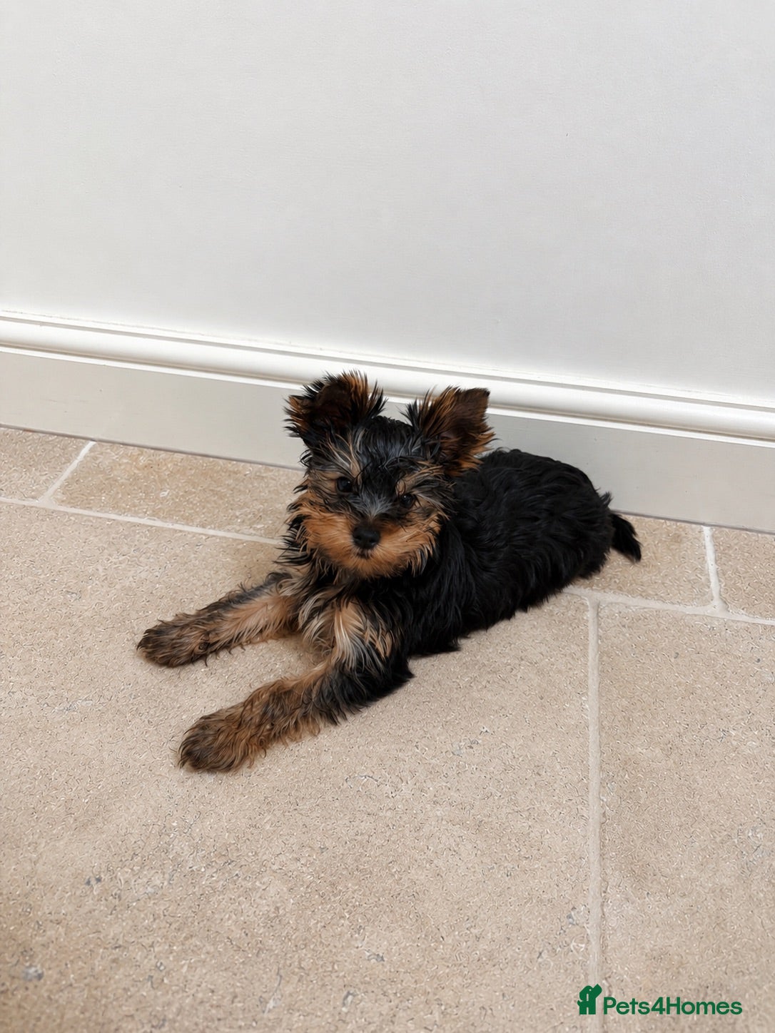 Yorkshire Terrier dogs Top Quaility Yorkshire Terrier Puppies KC Reg - Advert 1