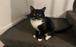 Mixed Breed cats for sale: Male, black and white, cat - Image 4