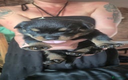 Rottweiler dogs for sale: Rottweiler pups - Image 10