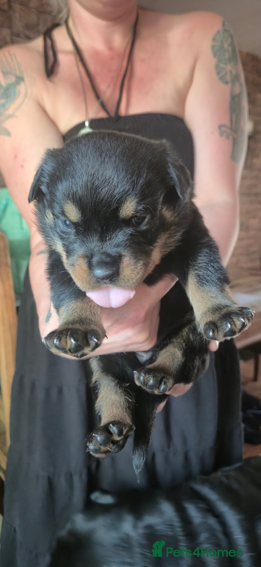 Rottweiler dogs for sale: Rottweiler pups - Image 10