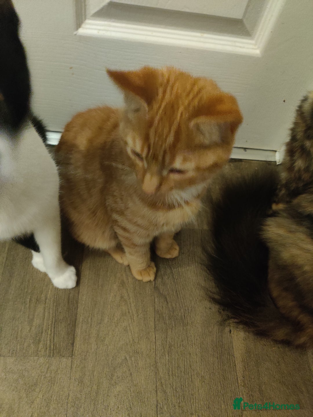Domestic Shorthair cats for sale: Ginger, black+white kittens 5 months old for sale - Image 6