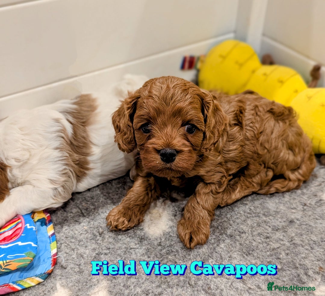 Cavapoo dogs for sale: F1 Extensively Health Tested Cavapoos  - Image 6