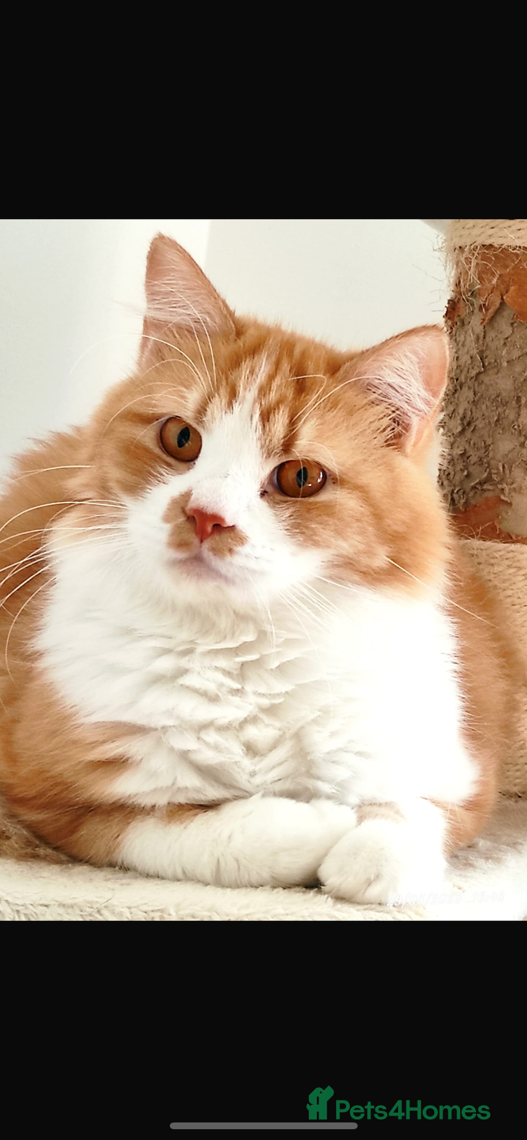 Mixed Breed cats for adoption: Pumpkin - Image 2