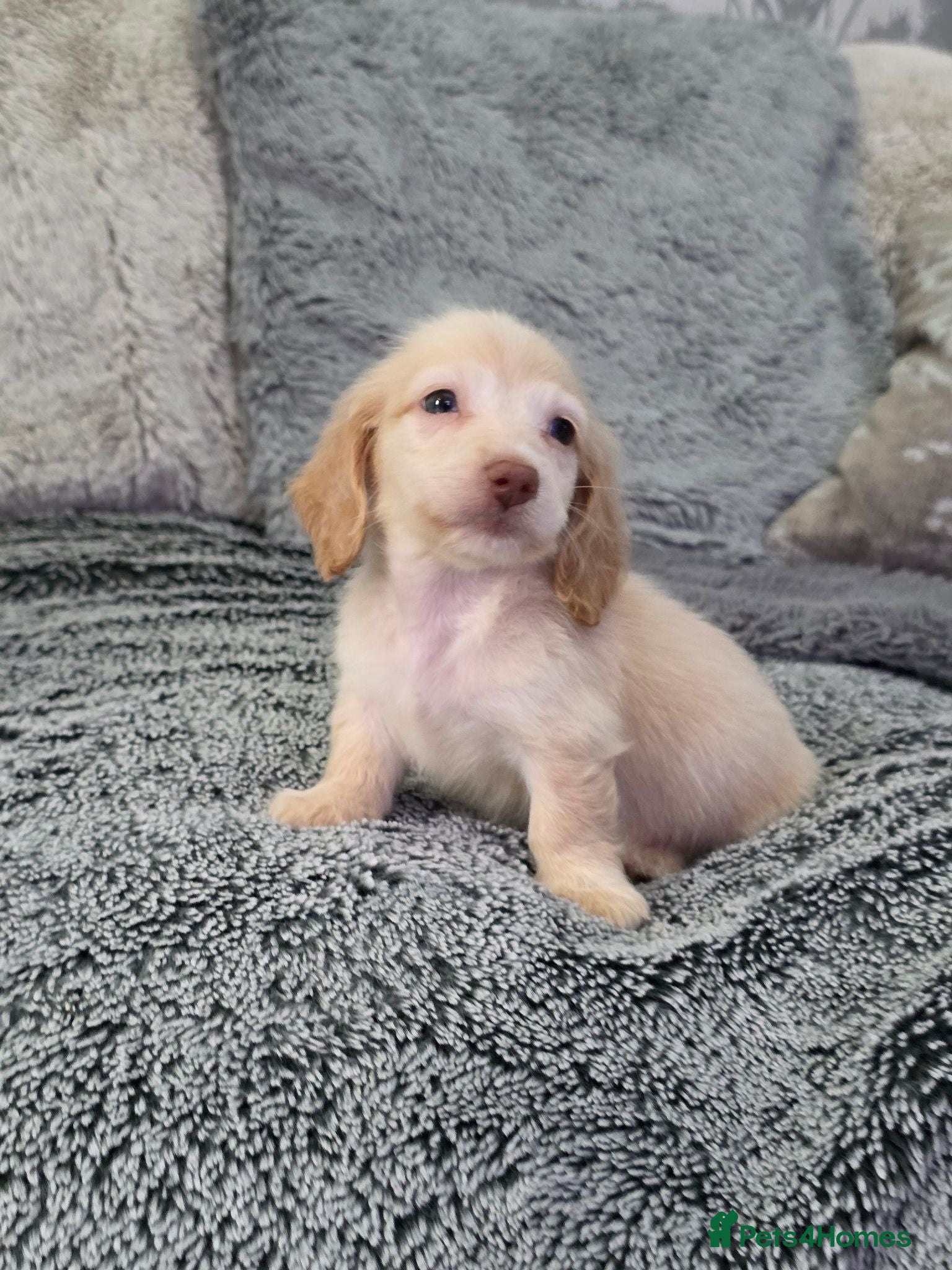 Miniature Dachshund dogs Cream male miniature Dachshund males - Advert 11