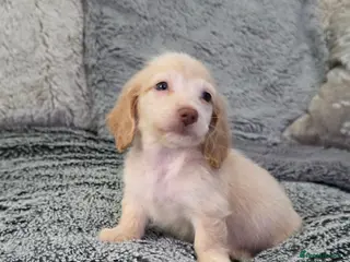 Miniature Dachshund dogs Cream male miniature Dachshund males - Advert 11