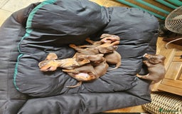 Miniature Dachshund dogs for sale: Stunning litter of miniature daschounds  - Image 5