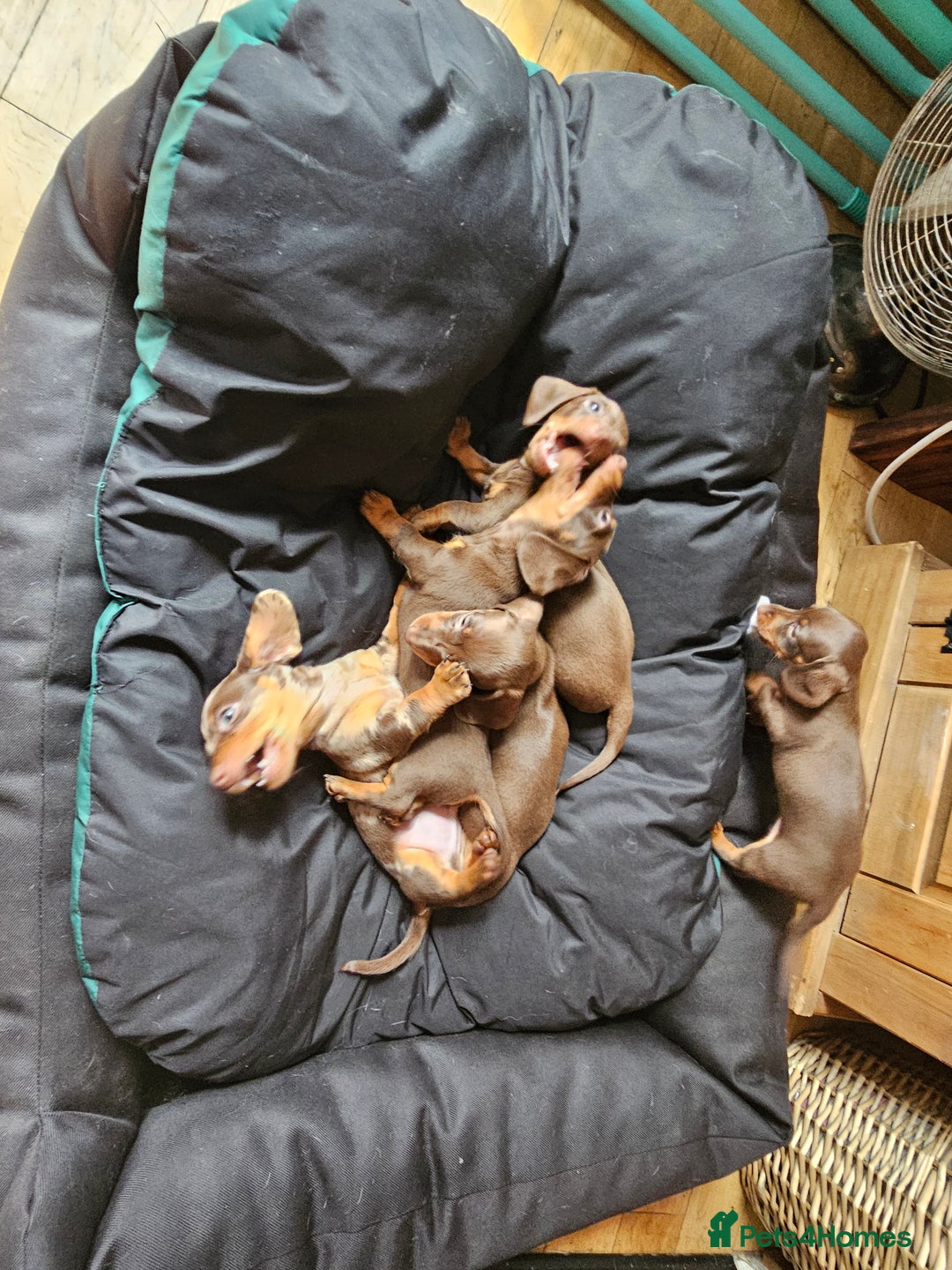 Miniature Dachshund dogs for sale: Stunning litter of miniature daschounds  - Image 5