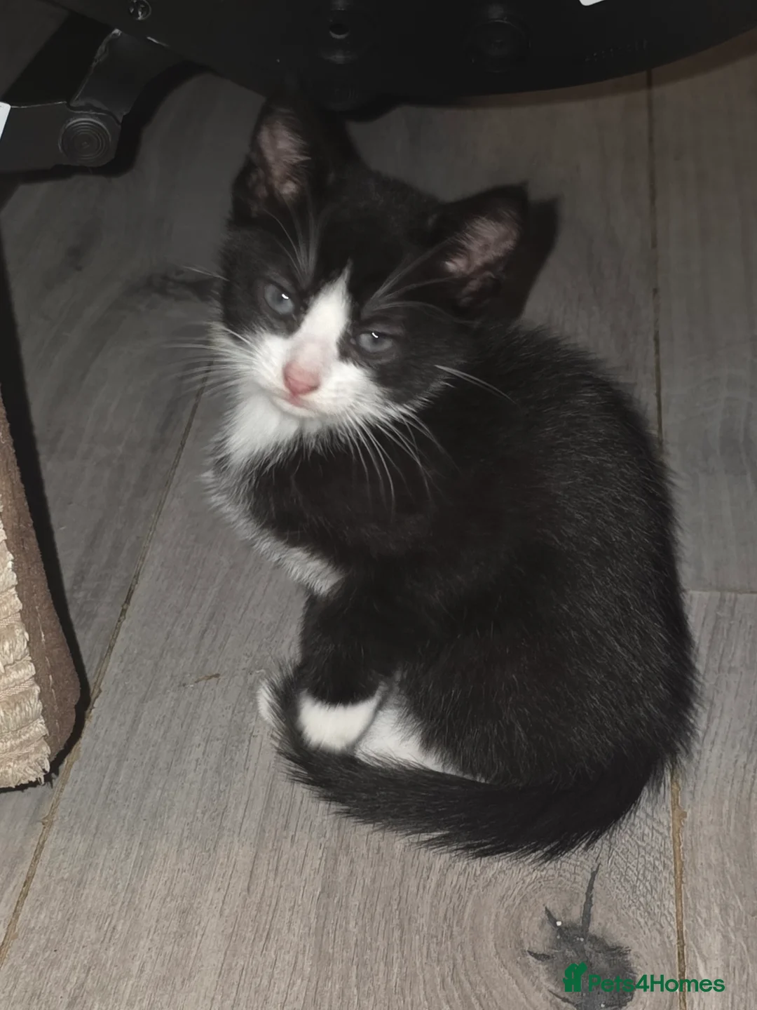 Mixed Breed cats for sale: 5 kittens female and males available now - Advert 2