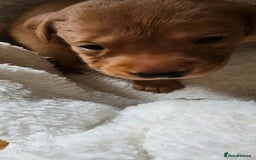 Labrador Retriever dogs for sale: 8 beautiful labrador puppies  - Image 16