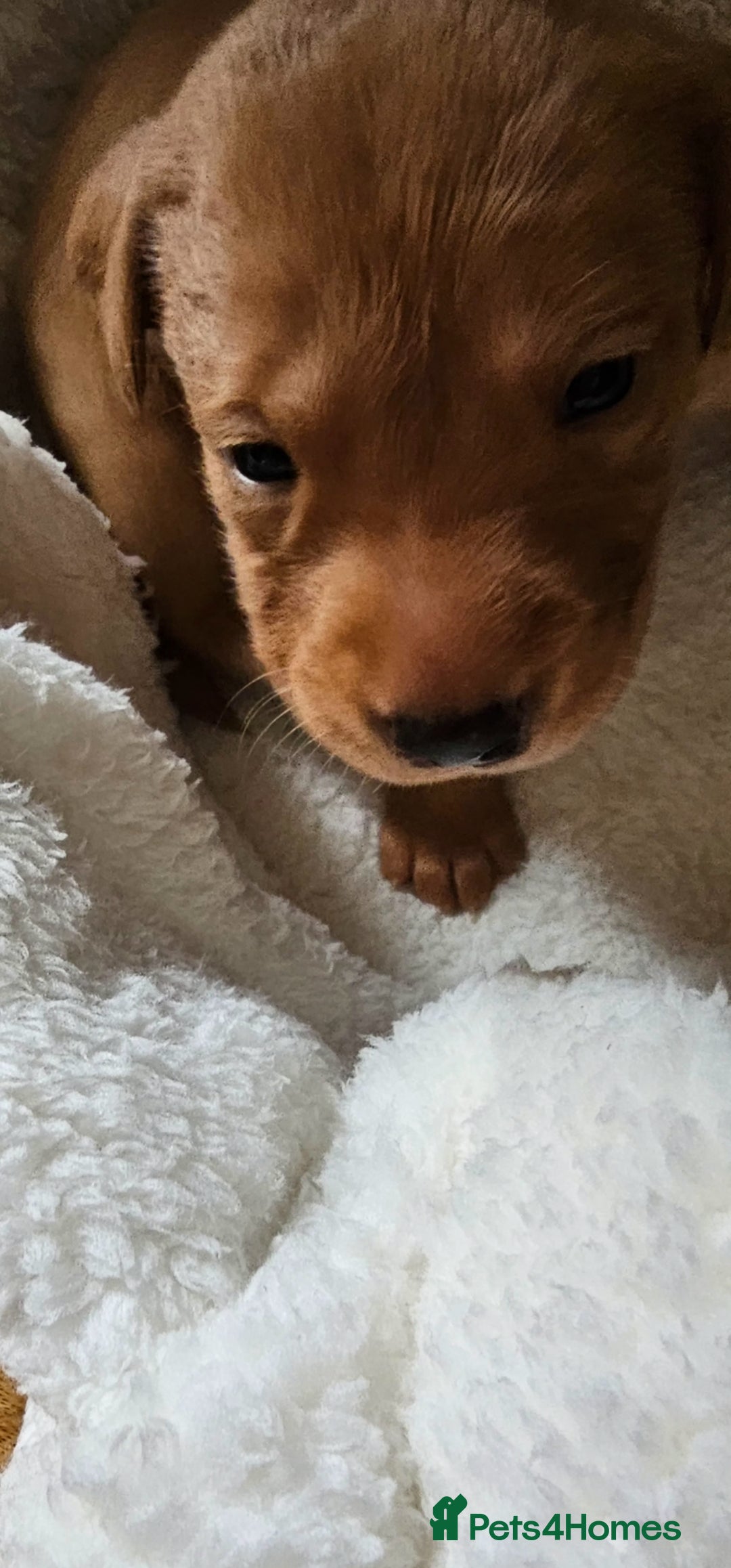 Labrador Retriever dogs for sale: 8 beautiful labrador puppies  - Image 16