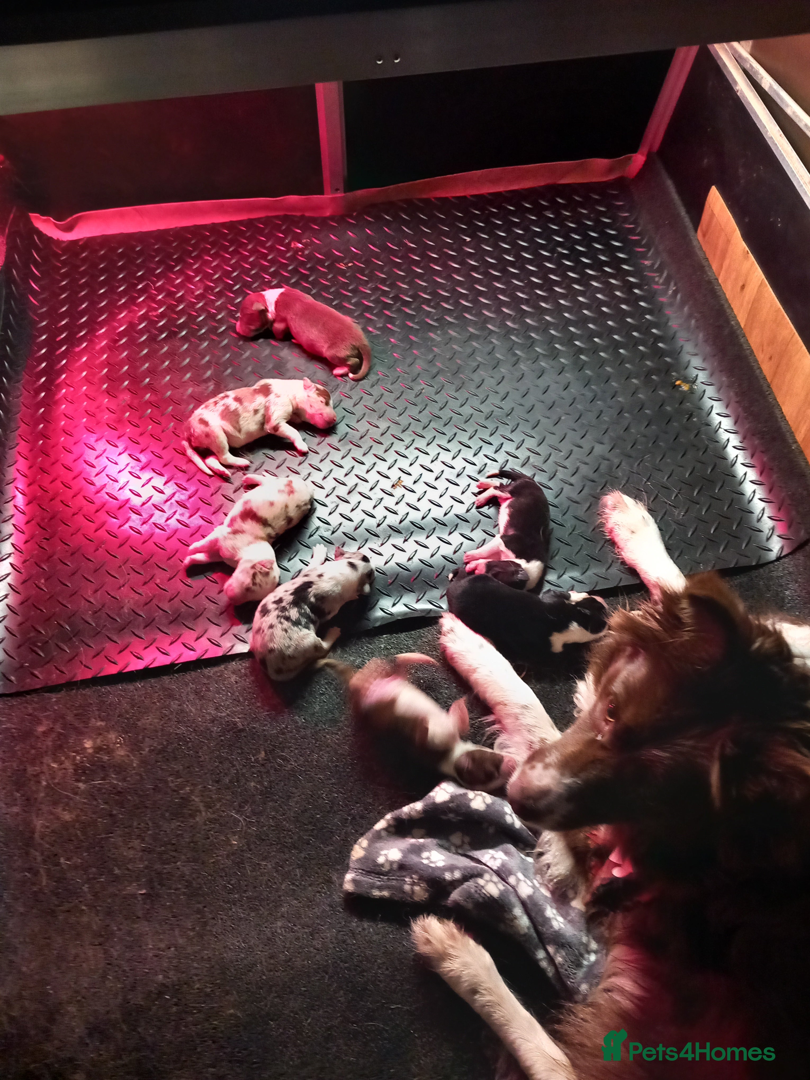 Border Collie dogs Pure breed border collies  - Advert 1